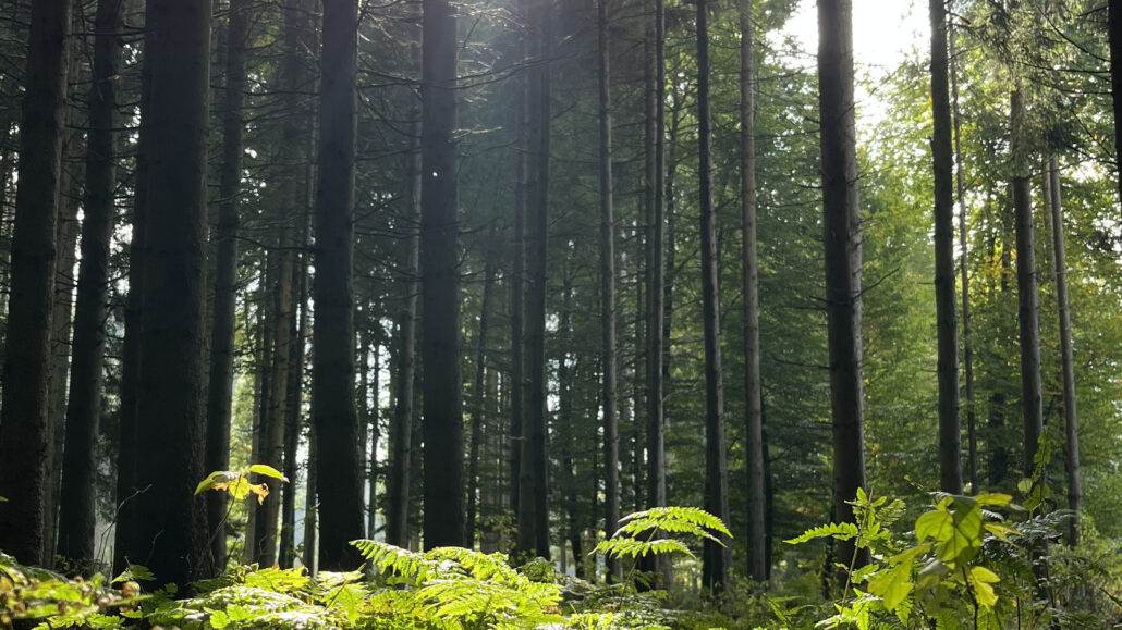 Bild Aus Dem Wald In Hohenstadt