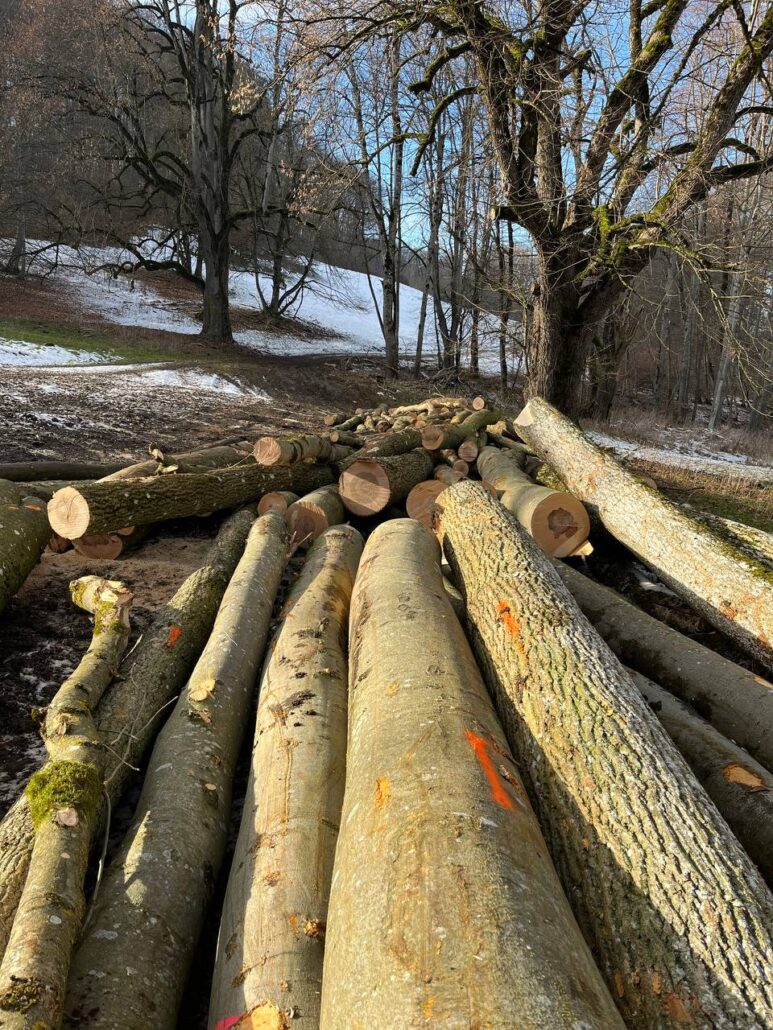 Holzstangen Winter Wald