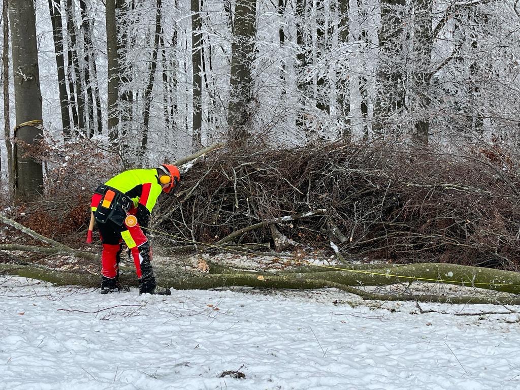 Felix Winter Holz sägen